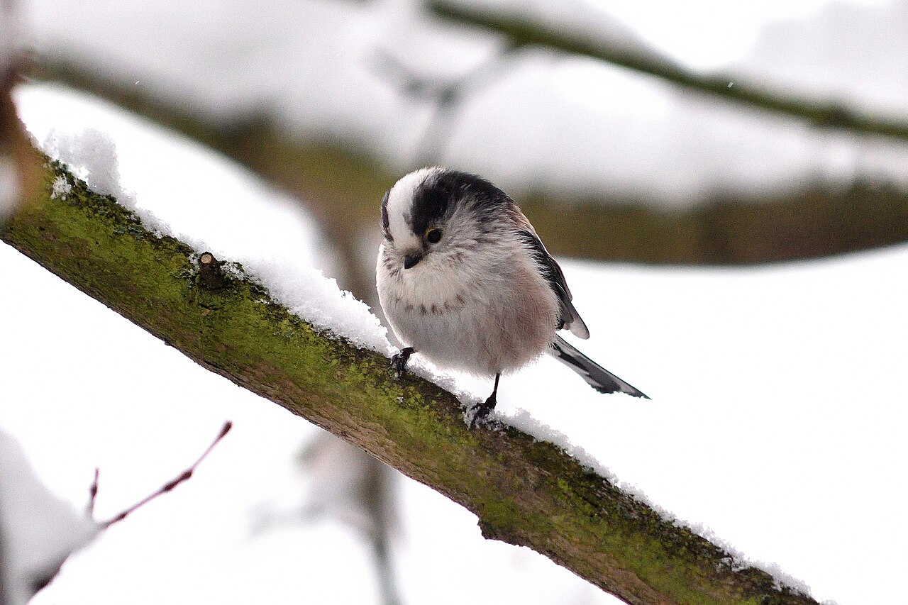 Staartmees (Aegithalos caudatus)