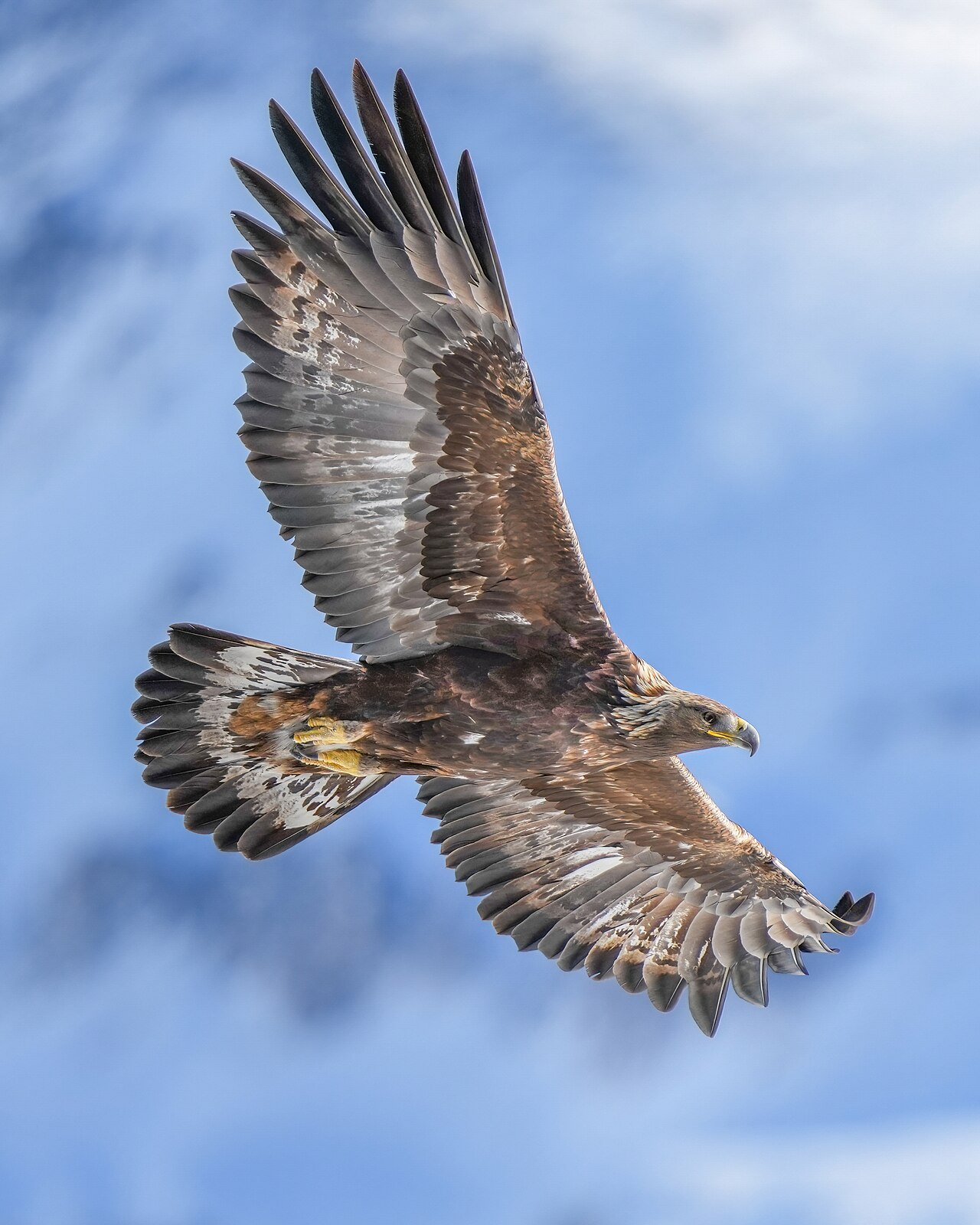 Steenarend (Aquila chrysaetos)