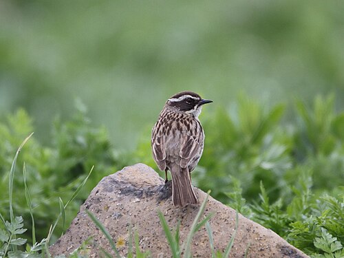 Steinbraunelle (Prunella ocularis)