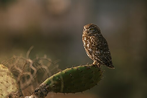 Steinkauz (Athene noctua)