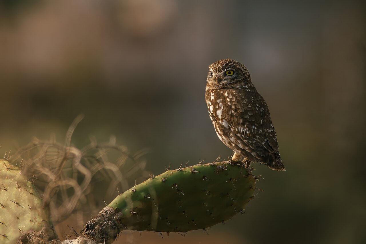 Steenuil (Athene noctua)