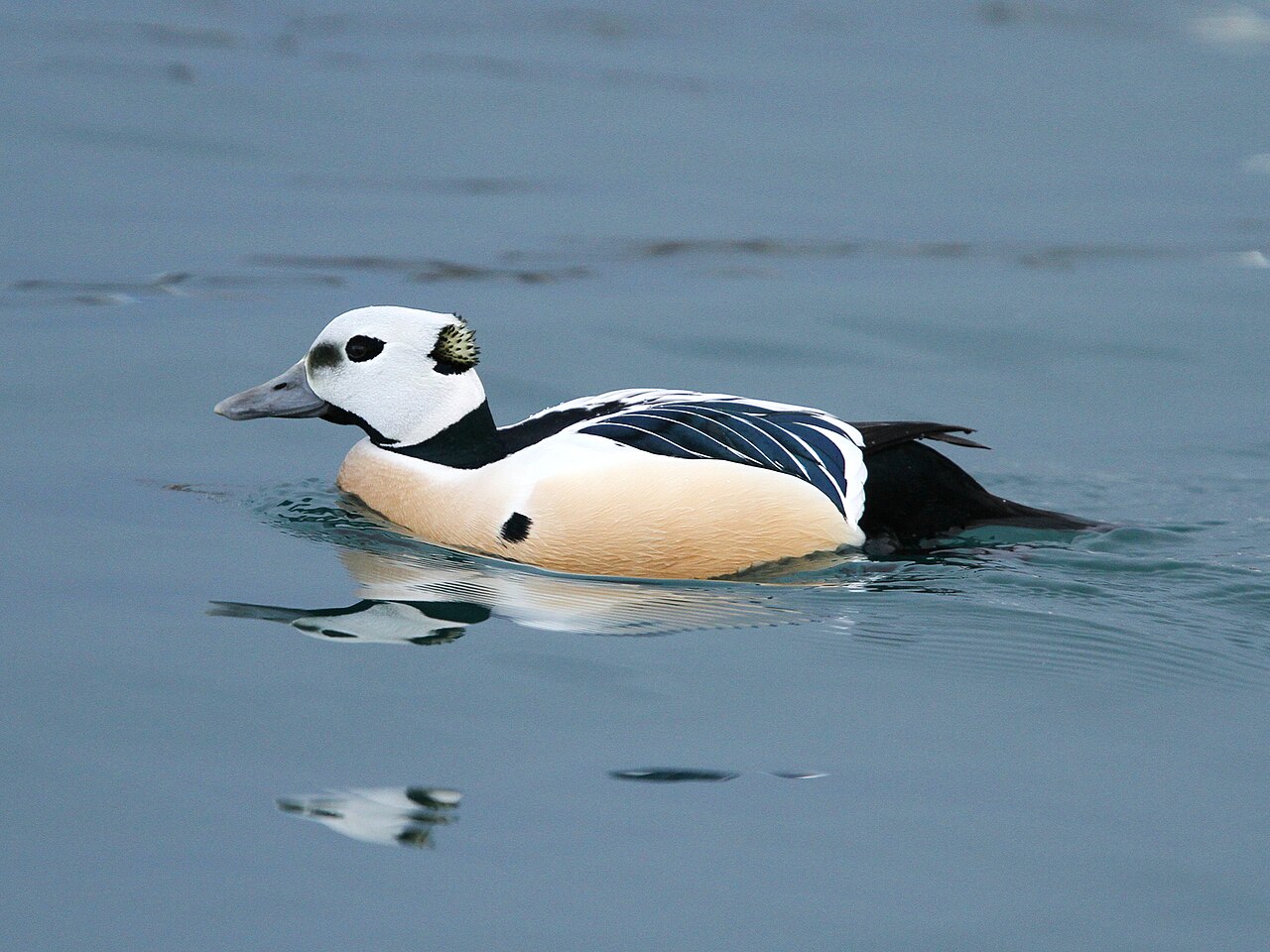 Stellers eider (Polysticta stelleri)