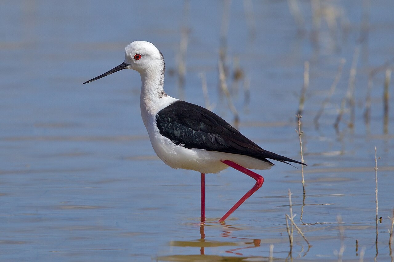 Steltkluut (Himantopus himantopus)