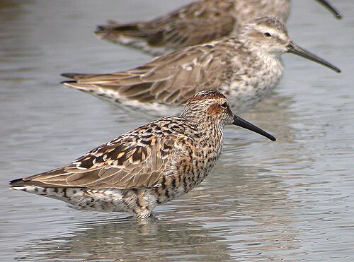 Bindenstrandläufer (Calidris himantopus)