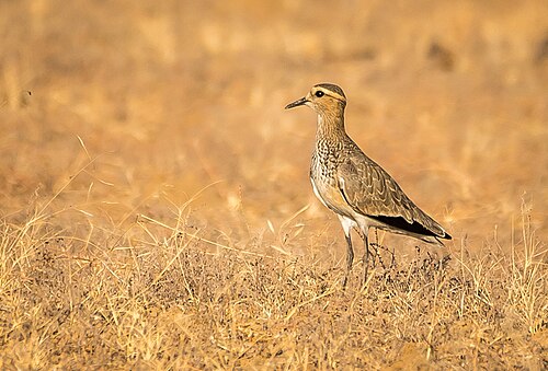 Steppenkiebitz (Vanellus gregarius)