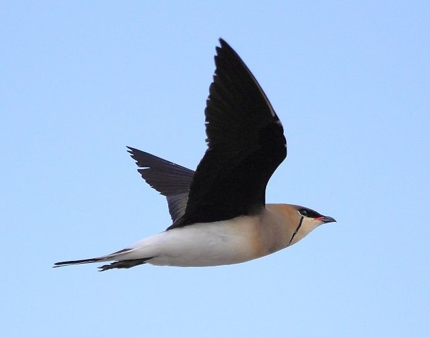 Steppevorkstaartplevier (Glareola nordmanni)