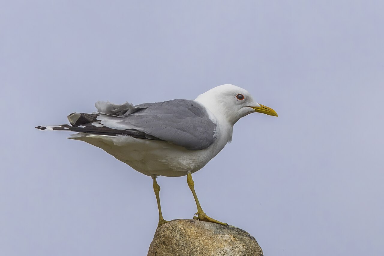 Stormmeeuw (Larus canus)