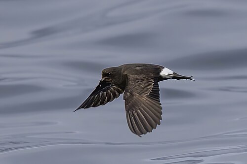 Sturmwellenläufer (Hydrobates pelagicus)
