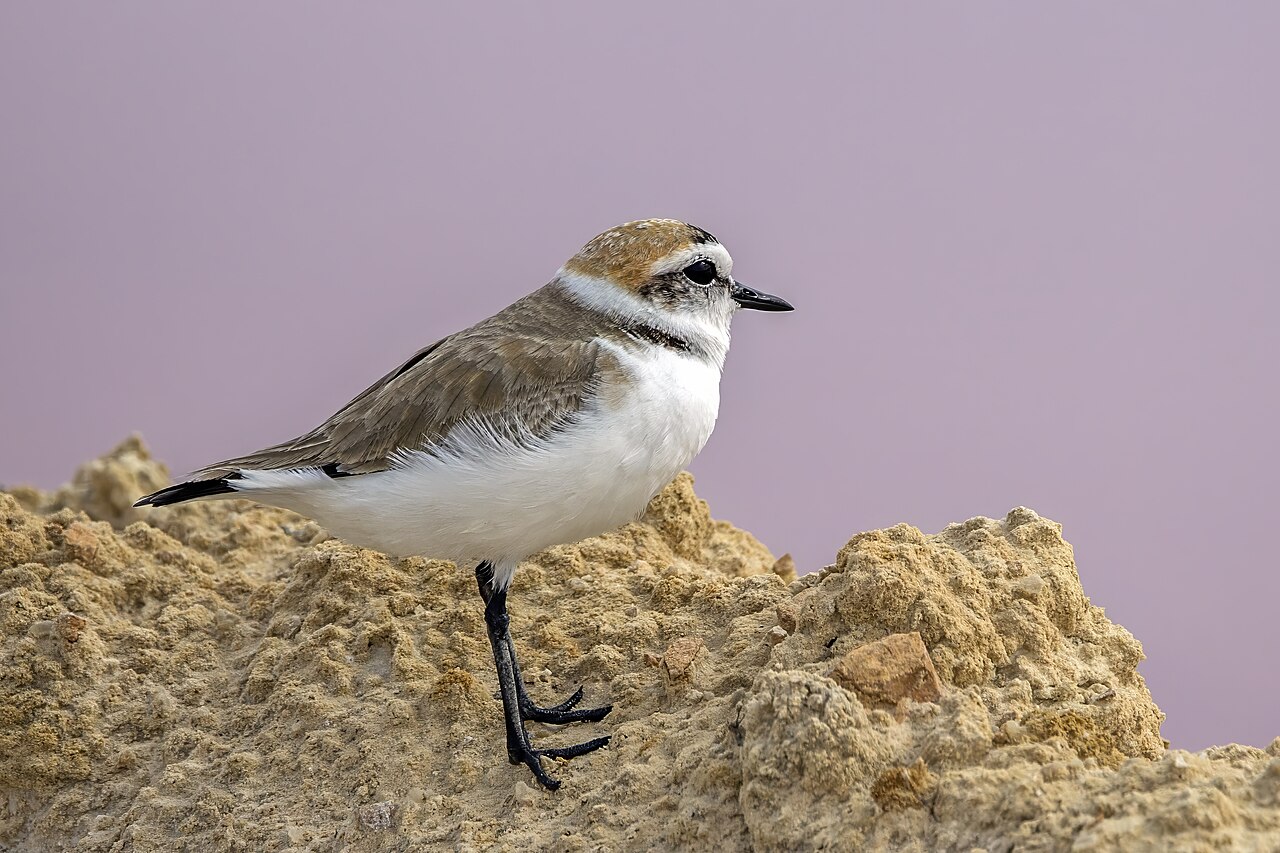 Strandplevier (Anarhynchus alexandrinus)