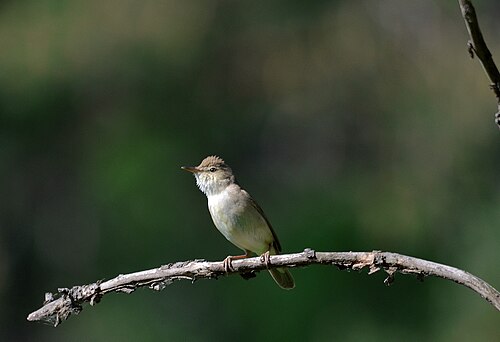 Buschrohrsänger (Acrocephalus dumetorum)