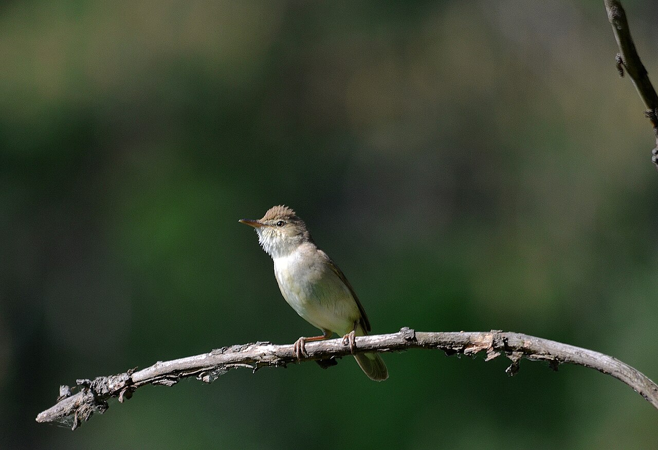 Struikrietzanger (Acrocephalus dumetorum)