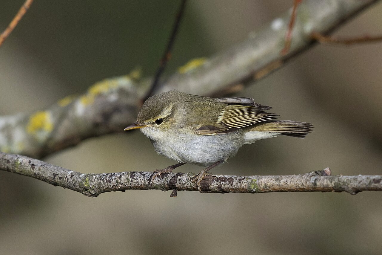Swinhoes boszanger (Phylloscopus plumbeitarsus)