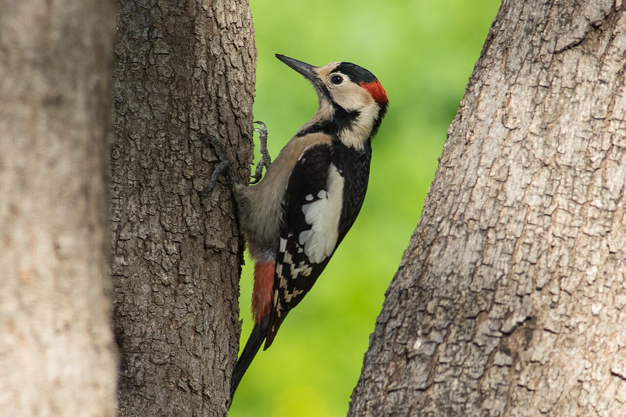 Syrische bonte specht (Dendrocopos syriacus)