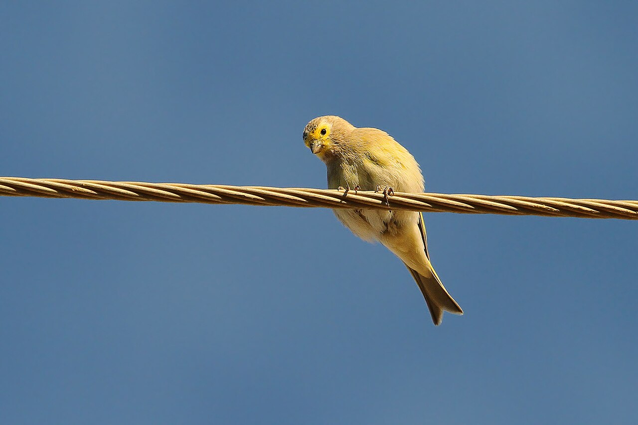 Syrische kanarie (Serinus syriacus)