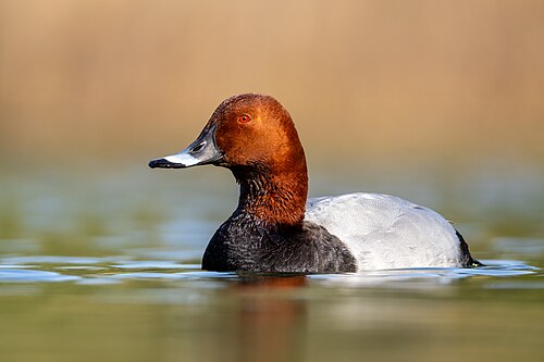 Tafelente (Aythya ferina)