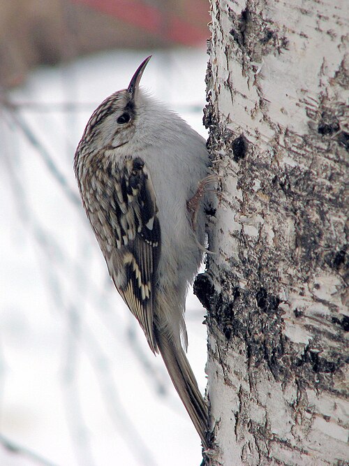 Waldbaumläufer (Certhia familiaris)