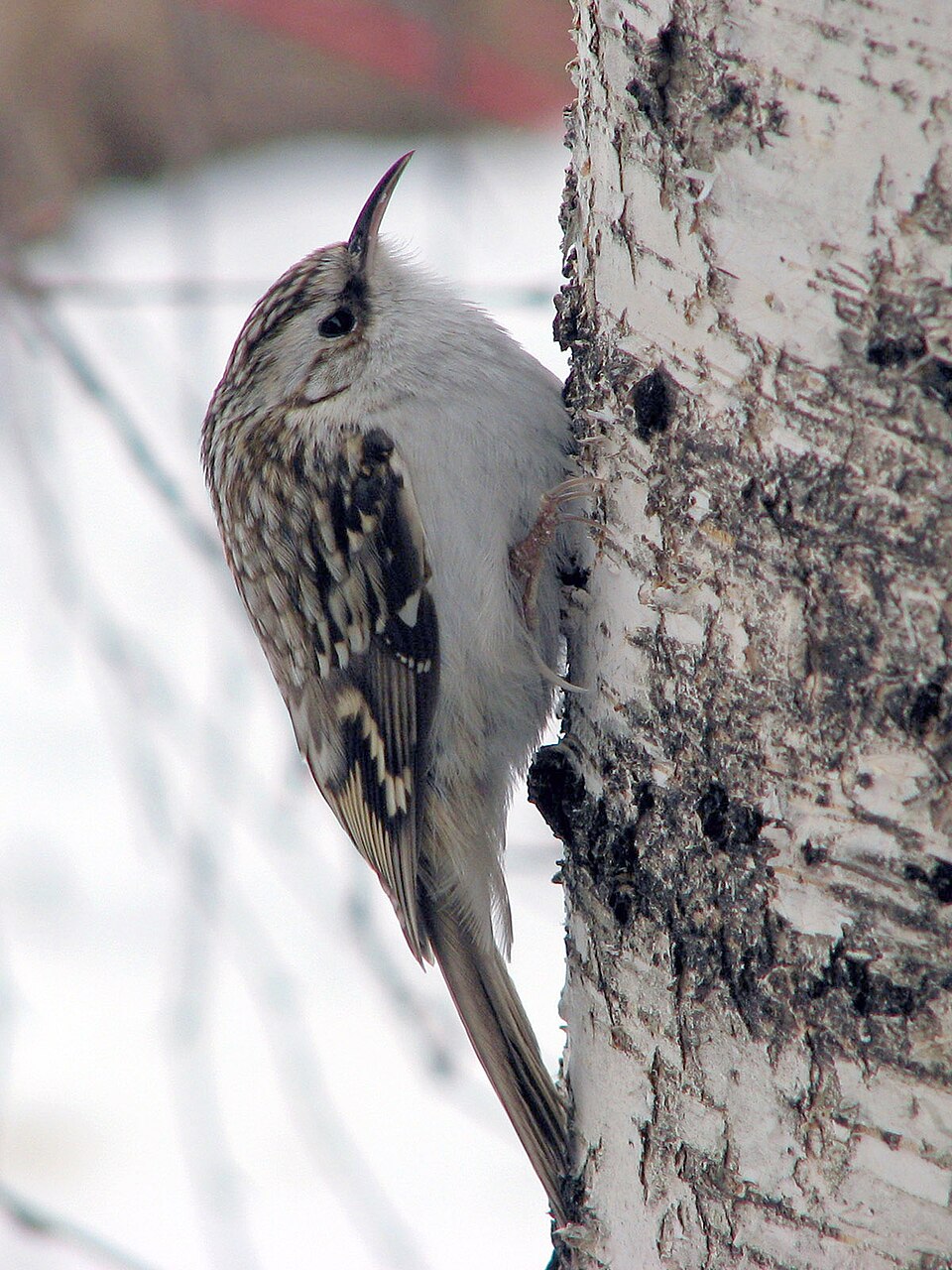 Taigaboomkruiper (Certhia familiaris)