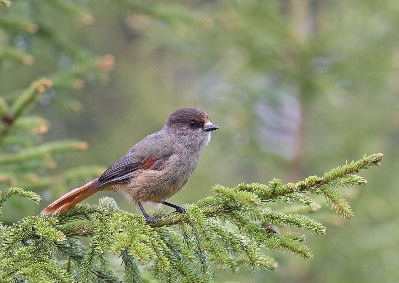 Taigagaai (Perisoreus infaustus)