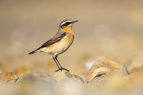 Steinschmätzer (Oenanthe oenanthe)