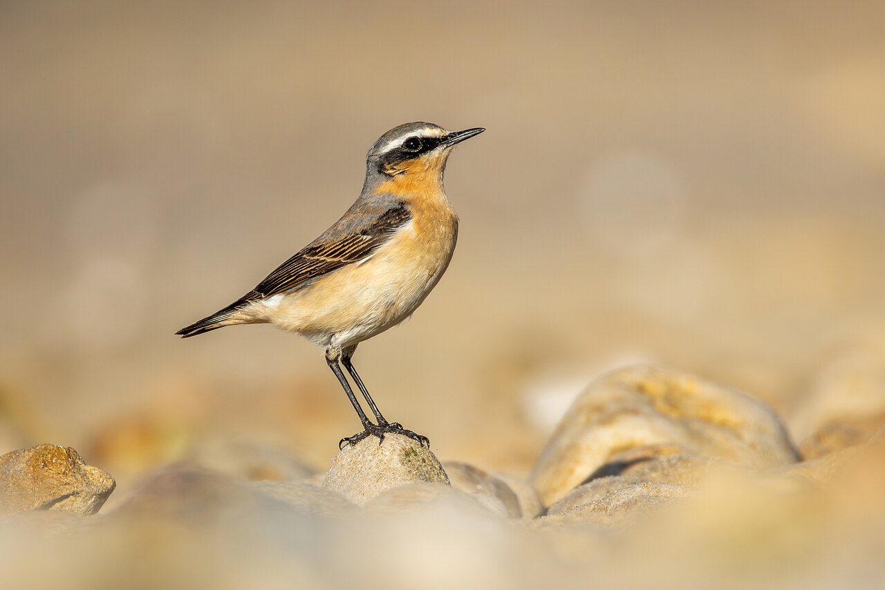Tapuit (Oenanthe oenanthe)