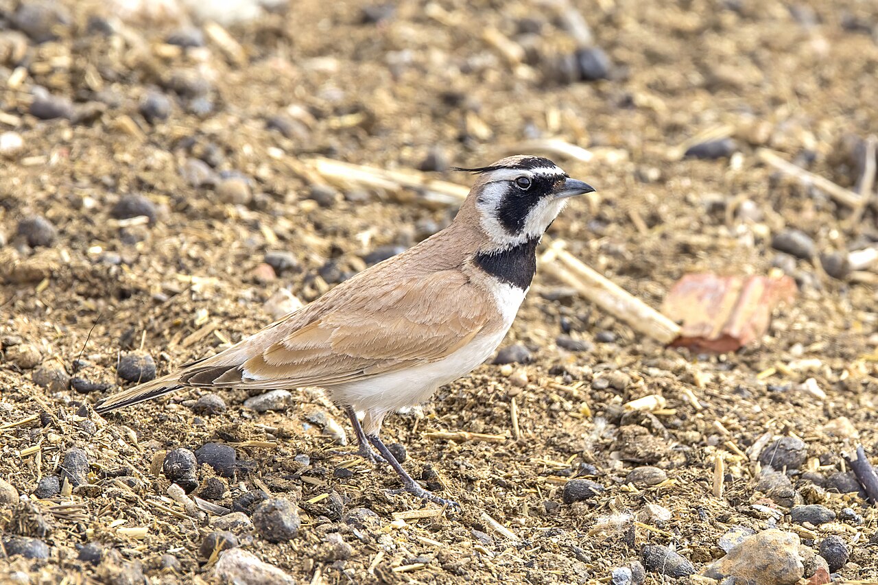 Temmincks strandleeuwerik (Eremophila bilopha)