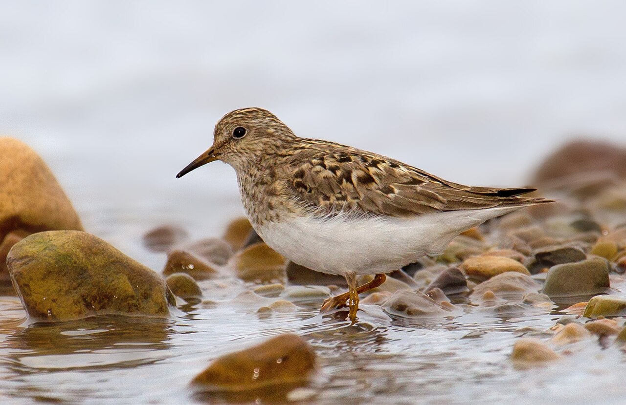 Temmincks strandloper (Calidris temminckii)