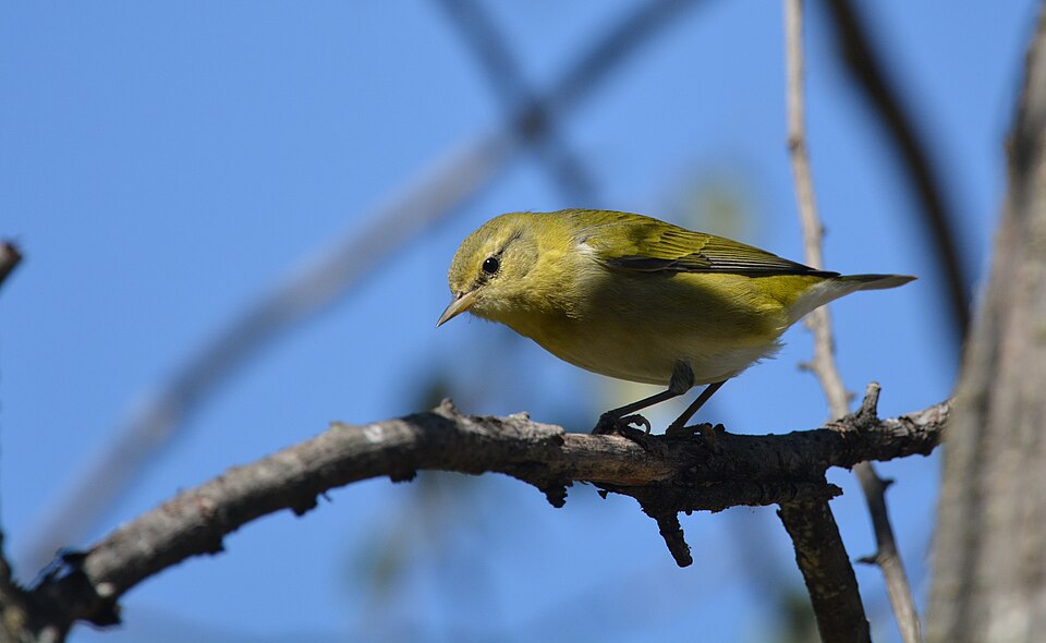Tennesseezanger (Leiothlypis peregrina)