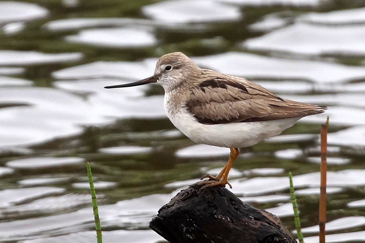 Terekruiter (Xenus cinereus)