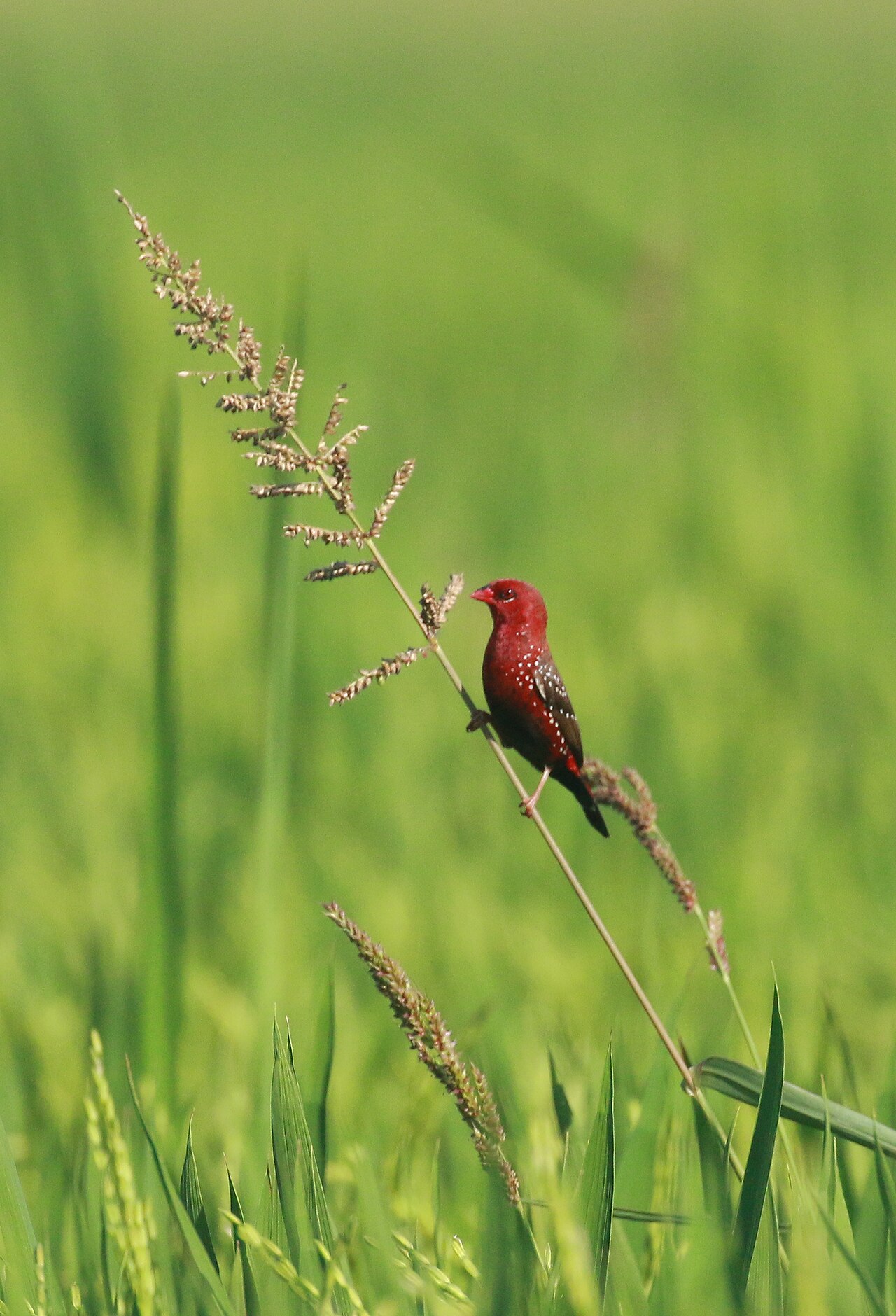 Tijgervink (Amandava amandava)