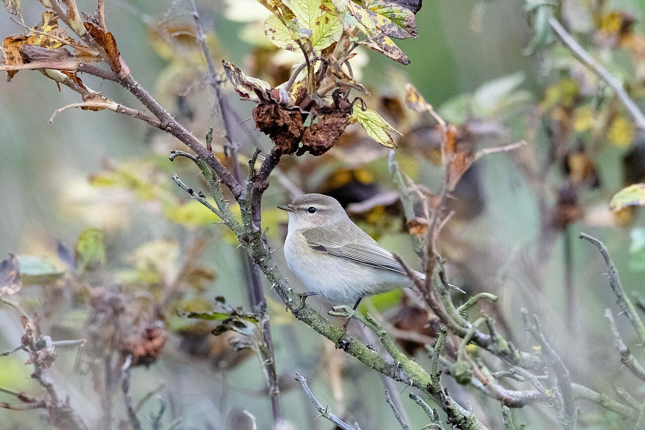 Tjiftjaf, ondersoort tristis, siberische tjiftjaf