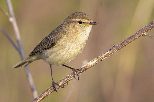 Zilpzalp (Phylloscopus collybita)