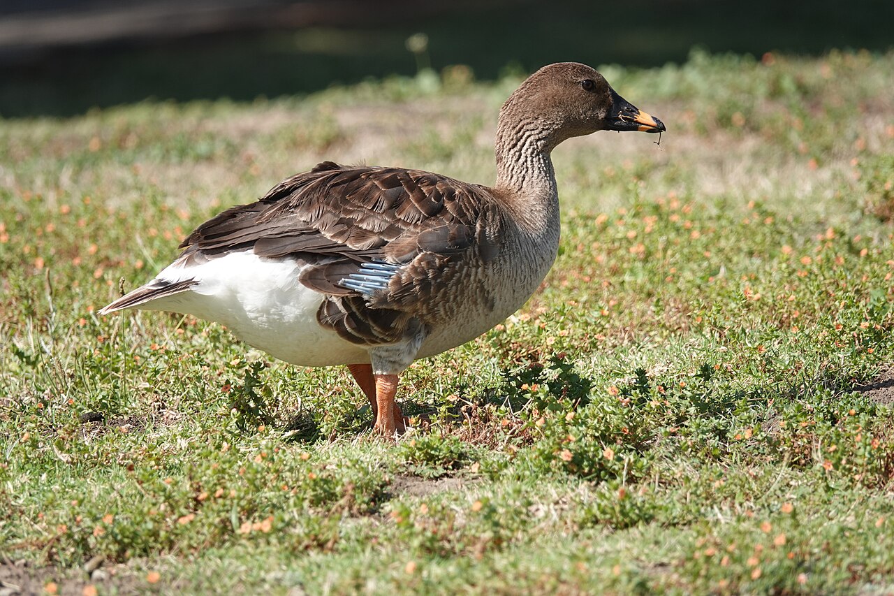 Toendrarietgans (Anser serrirostris)