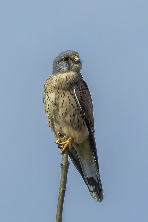 Turmfalke (Falco tinnunculus)