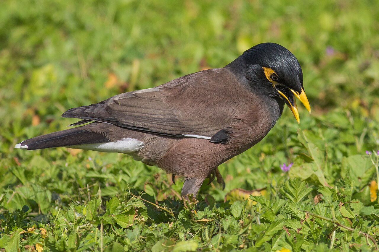 Treurmaina (Acridotheres tristis)