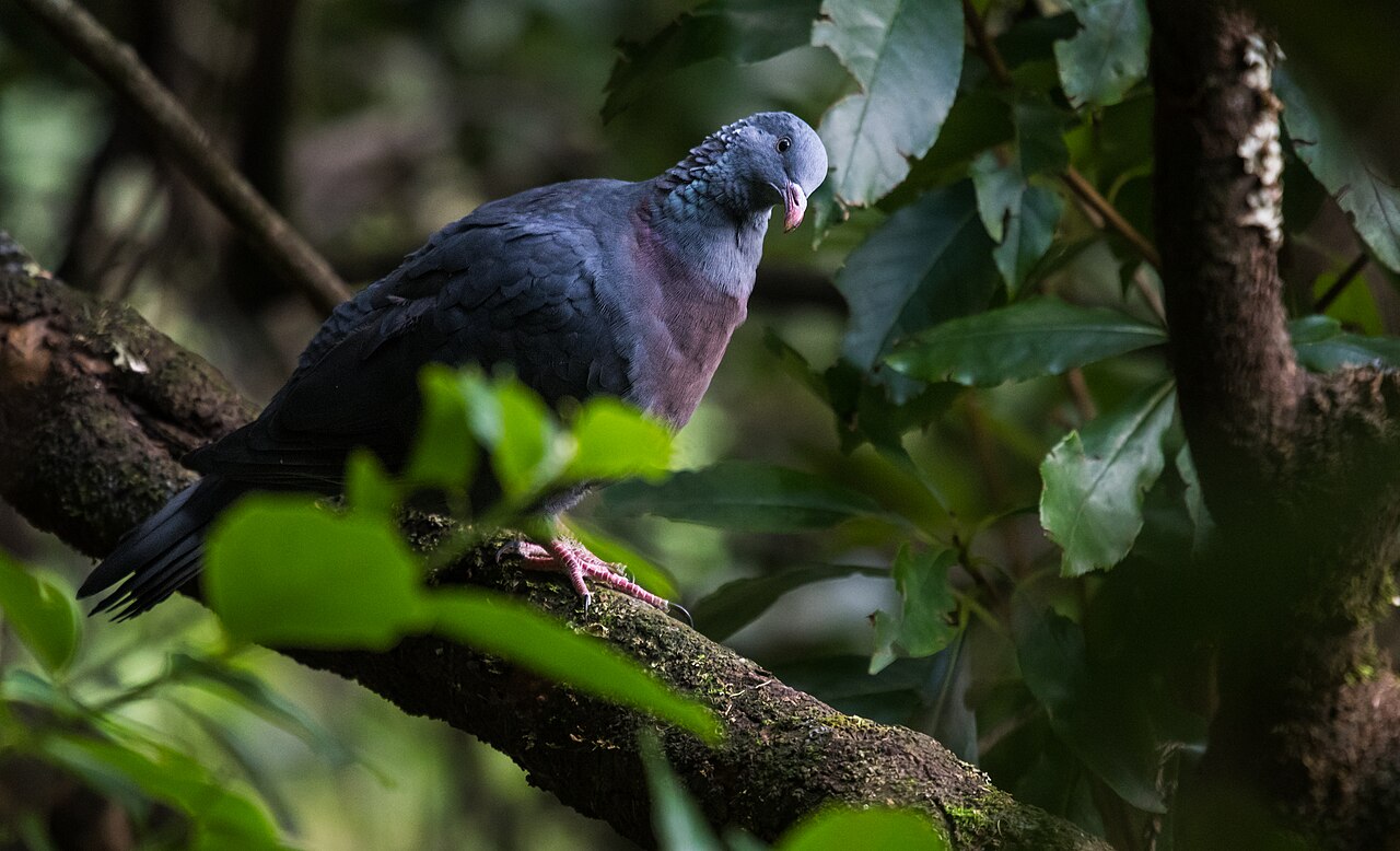 Trocazduif (Columba trocaz)