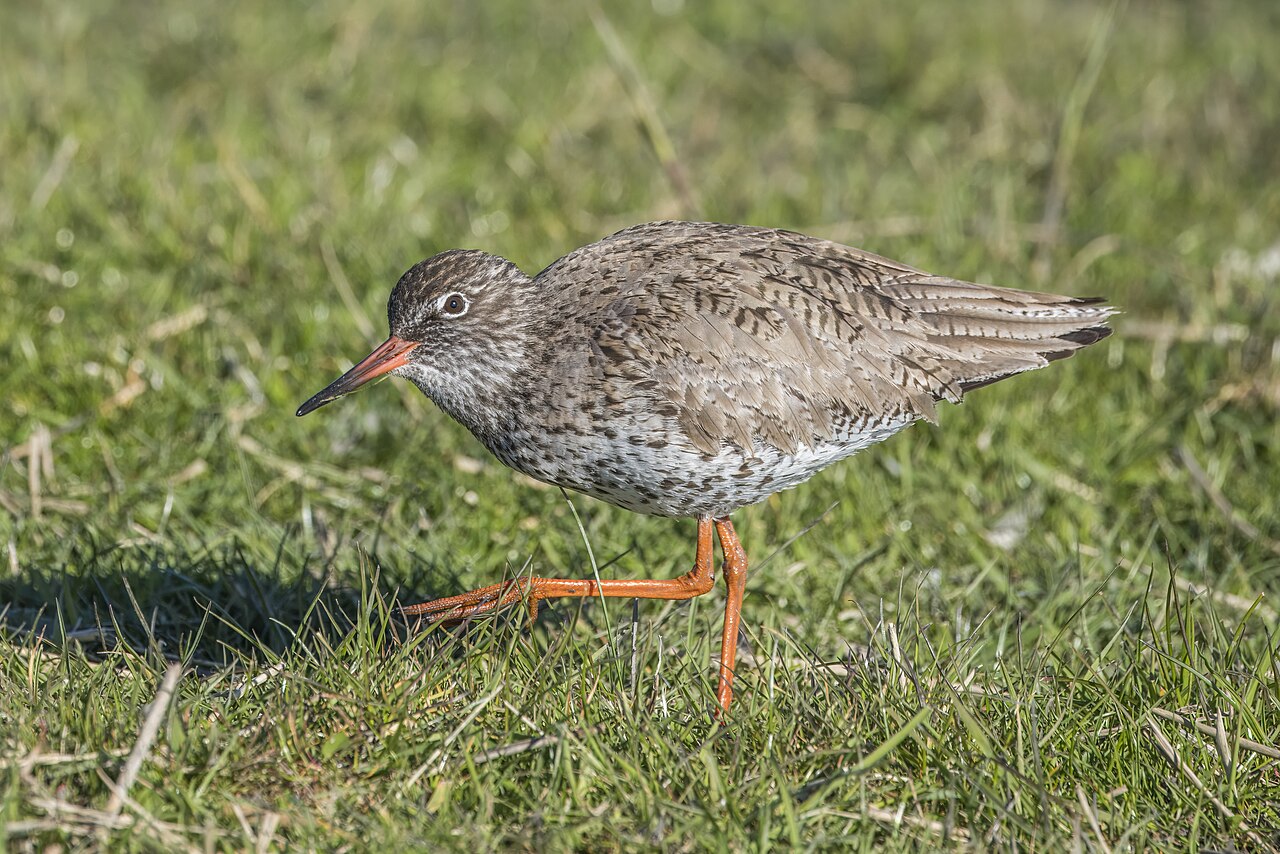 Tureluur (Tringa totanus)