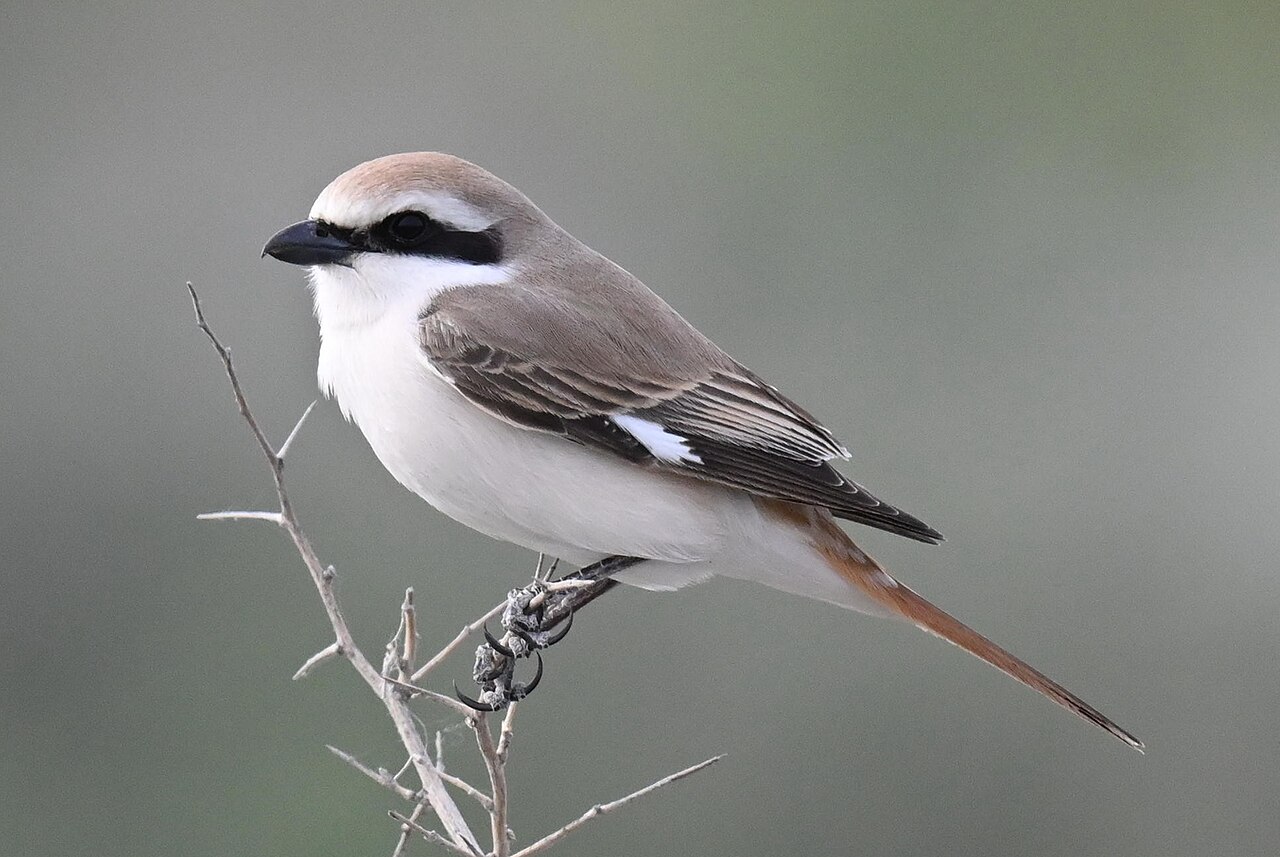 Turkestaanse klauwier (Lanius phoenicuroides)