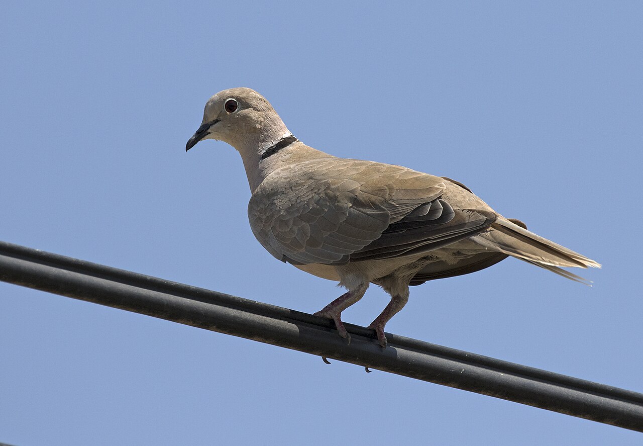 Turkse tortel (Streptopelia decaocto)