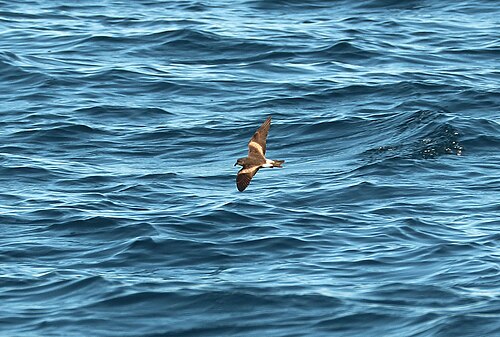 Wellenläufer (Hydrobates leucorhous)