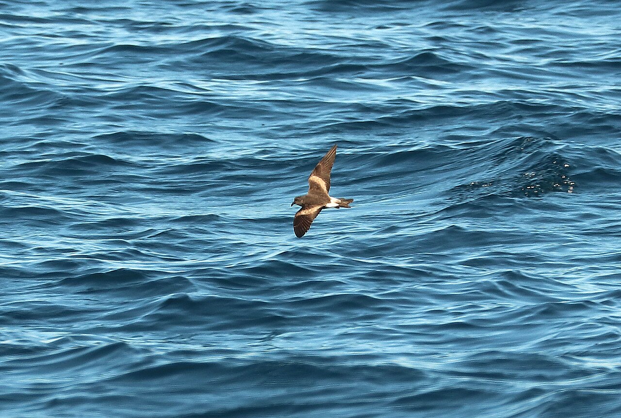 Vaal stormvogeltje (Hydrobates leucorhous)