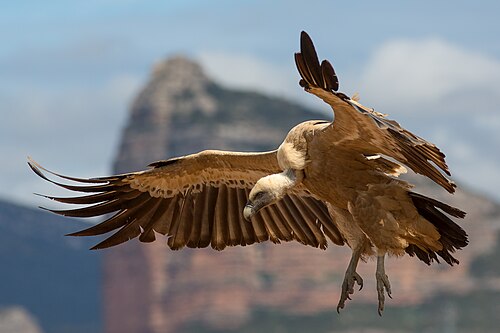 Gänsegeier (Gyps fulvus)