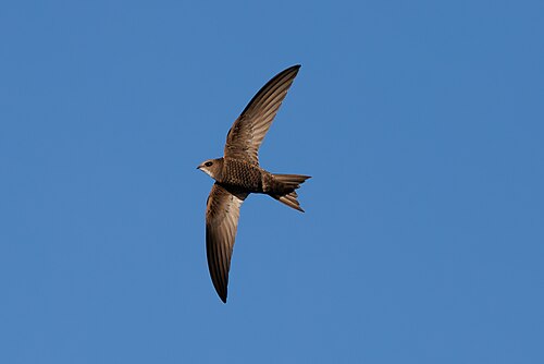 Fahlsegler (Apus pallidus)