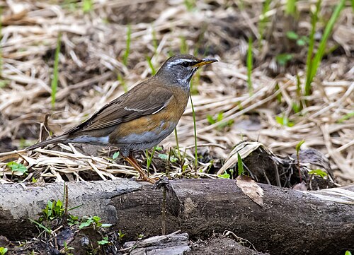 Weißbrauendrossel (Turdus obscurus)
