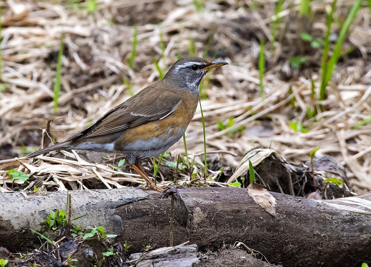 Vale lijster (Turdus obscurus)