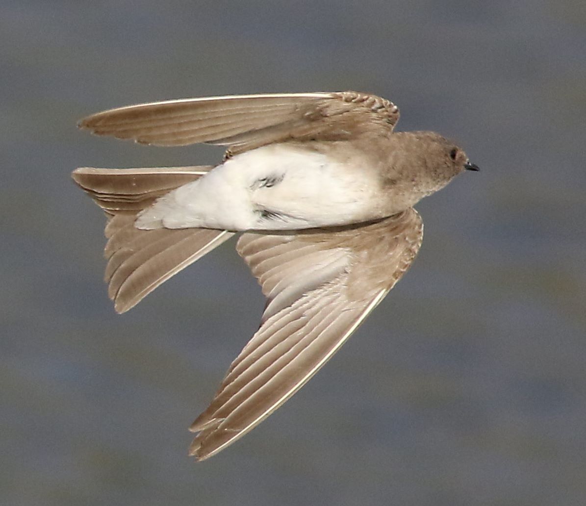 Vale oeverzwaluw (Riparia paludicola)