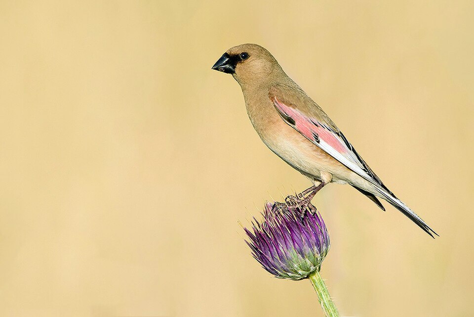 Vale woestijnvink (Rhodospiza obsoleta)