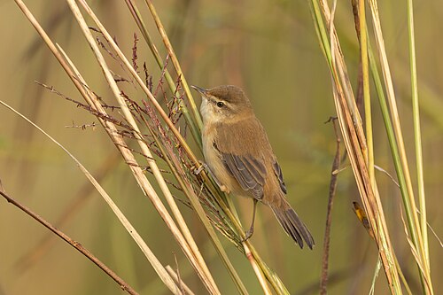 Feldrohrsänger (Acrocephalus agricola)
