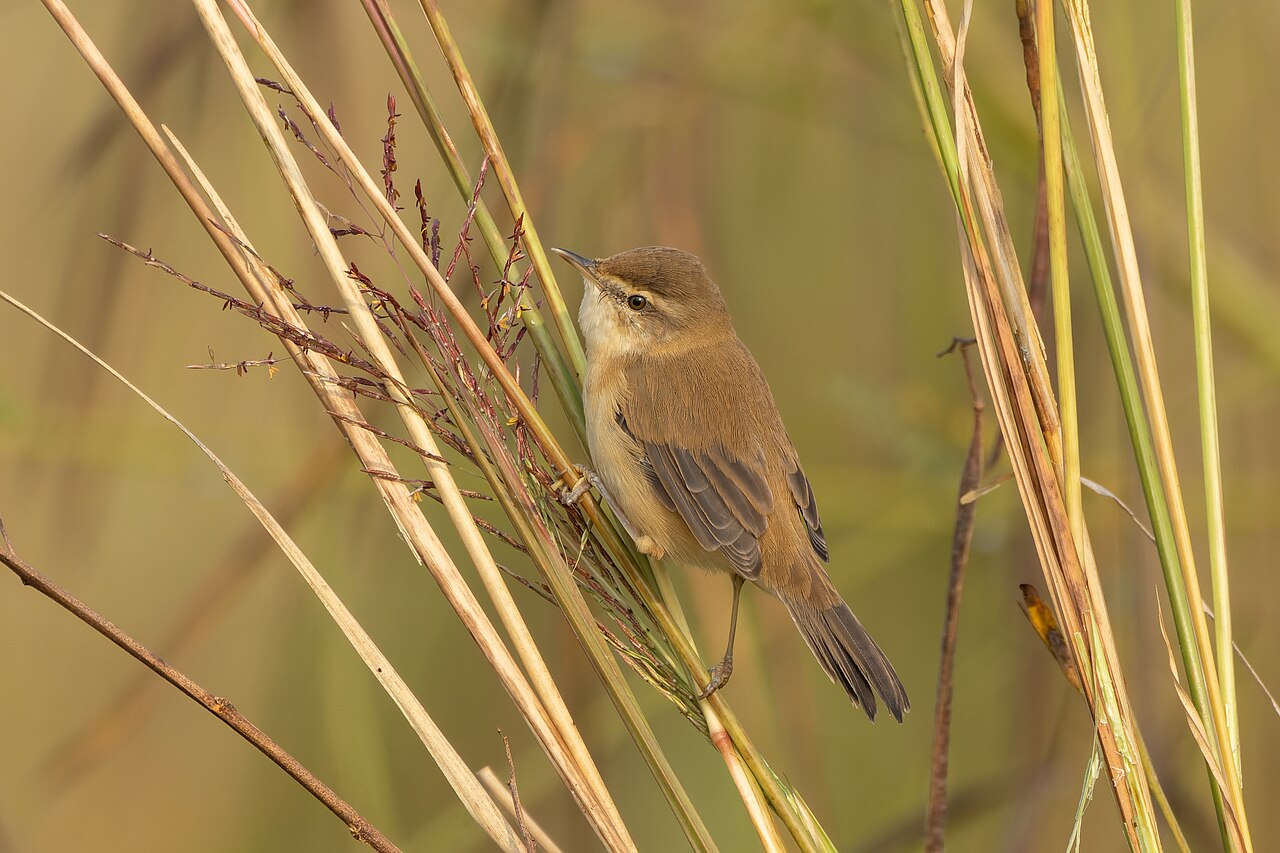 Veldrietzanger (Acrocephalus agricola)