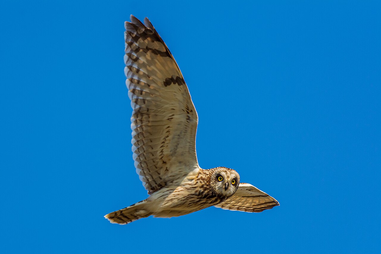 Velduil (Asio flammeus)