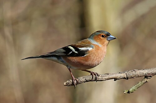 Buchfink (Fringilla coelebs)